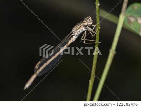 A close-up view of a dragonfly sitting on a grass stalk in summer A close-up view of a dragonfly sitting on a grass stalk in summer 122382470