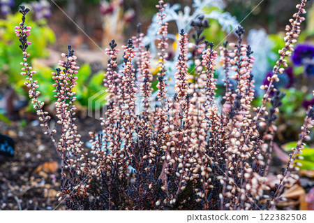 卡魯納冬季花壇 卡魯納冬季花壇 122382508