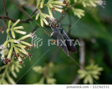 Aobaseseri 122382531