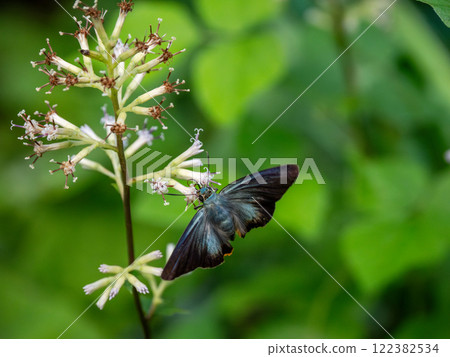 Aobaseseri 122382534