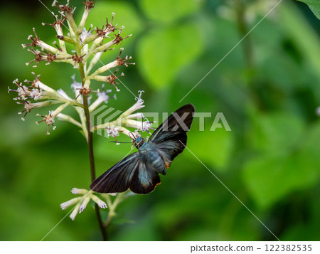 Aobaseseri 122382535