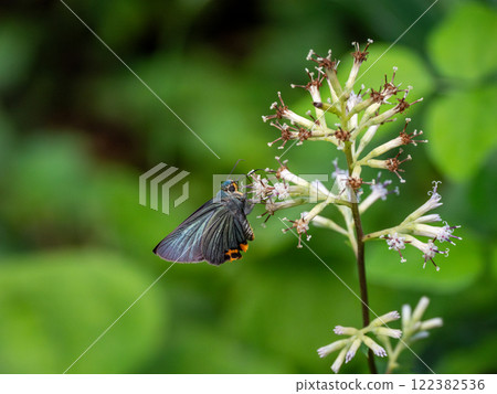 Aobaseseri 122382536