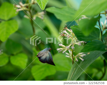 Aobaseseri 122382538