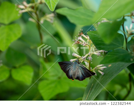 Aobaseseri 122382544