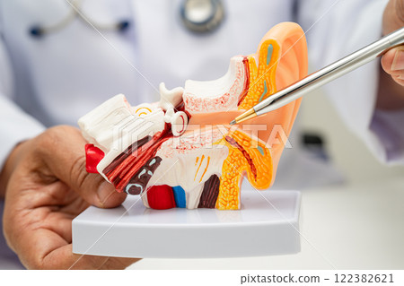 Asian doctor holding human ear model to learn and treat hearing loss in patient. 122382621