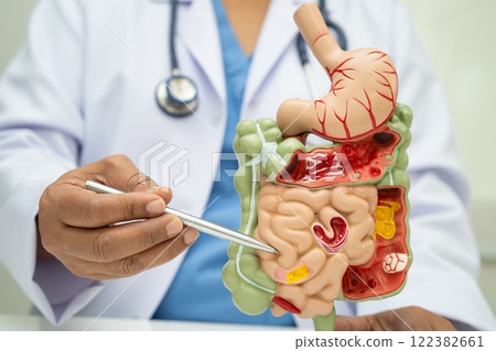 Digestive system with stomach and intestine, Asian doctor holding human anatomy model for study diagnosis and treatment in hospital. Digestive system with stomach and intestine, Asian doctor holding human anatomy model for study diagnosis and treatment in hospital. 122382661
