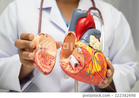 Cardiovascular disease CVD, doctor with heart human model anatomy for treatment patient in hospital. 122382698