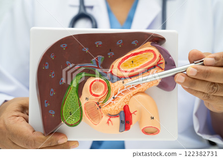 Liver with gallbladder, pancreas spleen and duodenum, Asian doctor holding human anatomy model for study diagnosis and treatment in hospital. Liver with gallbladder, pancreas spleen and duodenum, Asian doctor holding human anatomy model for study diagnosis and treatment in hospital. 122382731