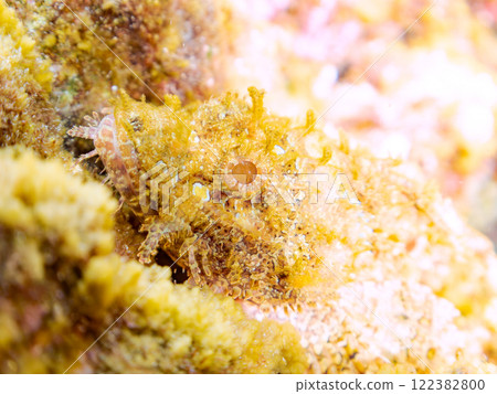 A beautiful scorpionfish (family Scorpaenidae) perfectly camouflaged among the rocks. Nakagi Hirizo Beach, Minamiizu-cho, Kamo-gun, Izu Peninsula, Shizuoka Prefecture 122382800