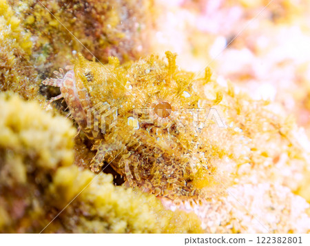A beautiful scorpionfish (family Scorpaenidae) perfectly camouflaged among the rocks. Nakagi Hirizo Beach, Minamiizu-cho, Kamo-gun, Izu Peninsula, Shizuoka Prefecture 122382801