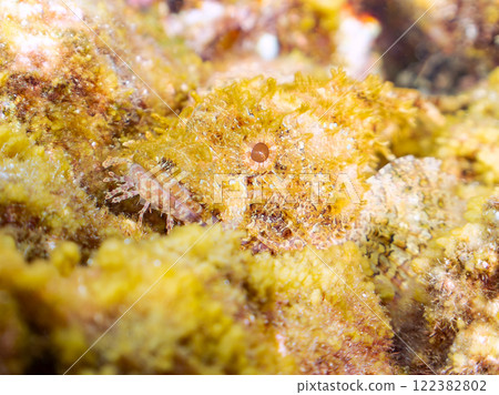 A beautiful scorpionfish (family Scorpaenidae) perfectly camouflaged among the rocks. Nakagi Hirizo Beach, Minamiizu-cho, Kamo-gun, Izu Peninsula, Shizuoka Prefecture 122382802