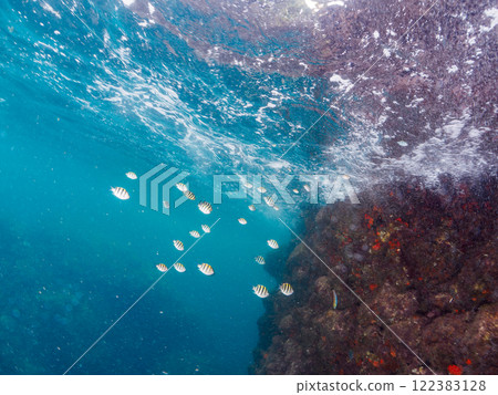 A school of cute Oyabiccha (damselfish) and other juvenile fish swimming on the surface of the water. Nakagi Hirizo Beach, Minamiizu-cho, Kamo-gun, Izu Peninsula 122383128