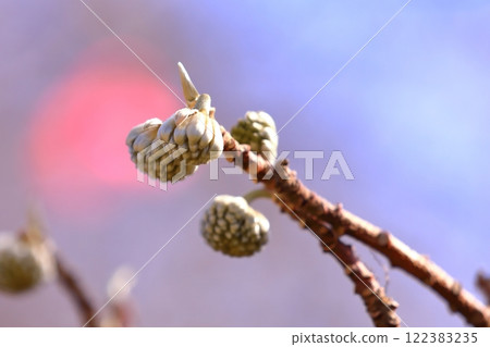 Mitsumata buds waiting for spring 122383235