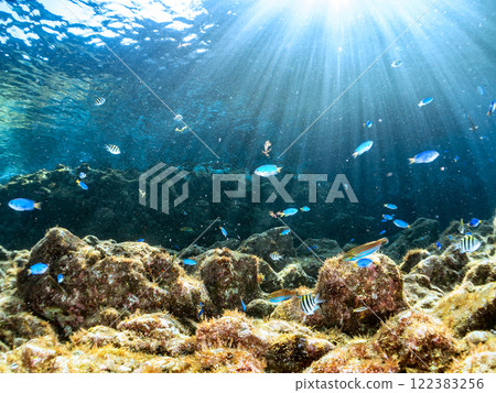 美麗的索拉斯雀鯛、小鯛、波吉納和其他魚群聚集在岩石區。輕裝潛水員也在水面上游泳, 美麗的索拉斯雀鯛、小鯛、波吉納和其他魚群聚集在岩石區。輕裝潛水員也在水面上游泳, 122383256