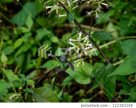 Aobaseseri 122383288