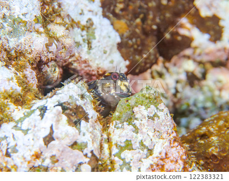 Cute frogfish (Blenniidae) and others. Nakagi Hirizo Beach, Minamiizu-cho, Kamo-gun, Izu Peninsula, Shizuoka Prefecture, 2024 Cute frogfish (Blenniidae) and others. Nakagi Hirizo Beach, Minamiizu-cho, Kamo-gun, Izu Peninsula, Shizuoka Prefecture, 2024 122383321