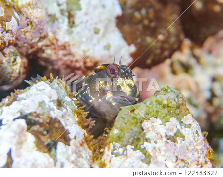 Cute frogfish (Blenniidae) and others. Nakagi Hirizo Beach, Minamiizu-cho, Kamo-gun, Izu Peninsula, Shizuoka Prefecture, 2024 122383322