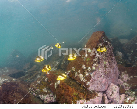 A beautiful school of boxfish (family Ophiopogonidae), damselfish (family Pomacentridae) and others. Nakagi Hirizo Beach, Minamiizu Town 122383355