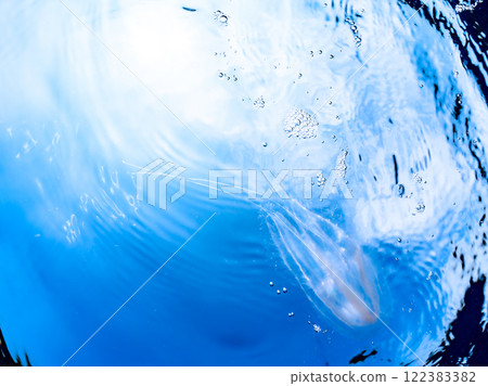 漂浮在水面上的神秘犀牛水母（Helminidae 科）。 靜岡縣伊豆半島加茂郡南伊豆町中木埼浜 122383382