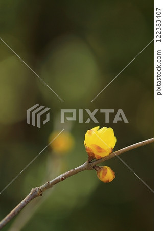 Yellow Royby Flower Yellow Royby Flower 122383407