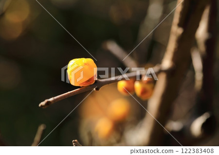 Yellow Royby Flower Yellow Royby Flower 122383408
