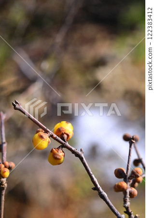 黃色Royby花 122383412