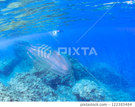A mysterious horseshoe jellyfish floats on the surface of the water. There are also skin divers on the surface. Nakagi Hirizo Beach, Minamiizu-cho, Kamo-gun, Izu Peninsula 122383484