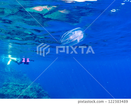 A mysterious horseshoe jellyfish floats on the surface of the water. There are also skin divers on the surface. Nakagi Hirizo Beach, Minamiizu-cho, Kamo-gun, Izu Peninsula A mysterious horseshoe jellyfish floats on the surface of the water. There are also skin divers on the surface. Nakagi Hirizo Beach, Minamiizu-cho, Kamo-gun, Izu Peninsula 122383489