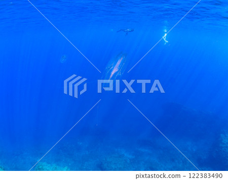 一隻神祕的犀牛水母漂浮在水面上。水面上還有浮潛者。伊豆半島加茂郡南伊豆町中木広濱 122383490