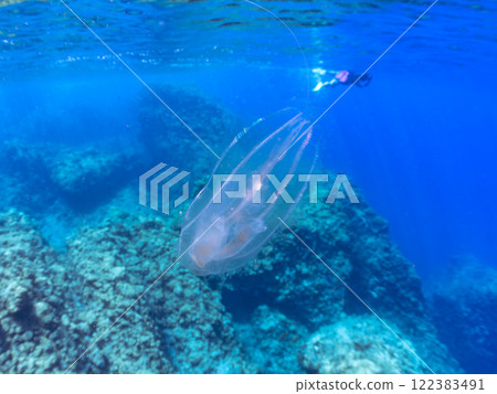 A mysterious horseshoe jellyfish floats on the surface of the water. There are also skin divers on the surface. Nakagi Hirizo Beach, Minamiizu-cho, Kamo-gun, Izu Peninsula 122383491