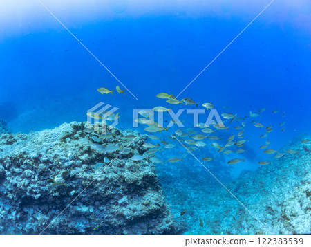 一群強大的鰤魚（竹莢魚科）攻擊一大群黃尾魚。靜岡縣伊豆半島加茂郡南伊豆町中木埼浜 122383539