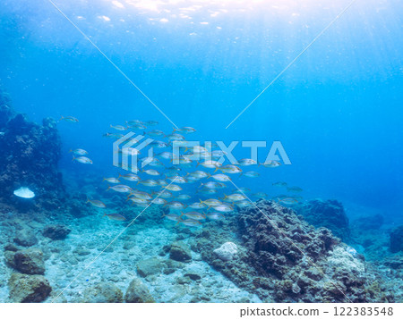 A school of powerful amberjacks (Jackidae) attacking a school of silver-stripe round herring. Nakagi Hirizo Beach, Minamiizu-cho, Kamo-gun, Izu Peninsula, Shizuoka Prefecture 122383548