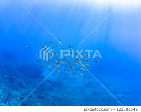 A school of powerful amberjacks (Jackidae) attacking a school of silver-stripe round herring. Nakagi Hirizo Beach, Minamiizu-cho, Kamo-gun, Izu Peninsula, Shizuoka Prefecture 122383549