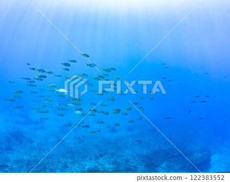 一群強大的鰤魚(竹莢魚科)攻擊一大群黃尾魚。靜岡縣伊豆半島加茂郡南伊豆町中木埼浜 一群強大的鰤魚(竹莢魚科)攻擊一大群黃尾魚。靜岡縣伊豆半島加茂郡南伊豆町中木埼浜 122383552