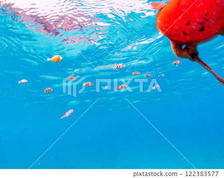 A school of cute amberjacks, oyabitcha, shrikes and other young fish living on a buoy. Nakagi Hirizo Beach, Minamiizu Town, Kamo District, Izu Peninsula A school of cute amberjacks, oyabitcha, shrikes and other young fish living on a buoy. Nakagi Hirizo Beach, Minamiizu Town, Kamo District, Izu Peninsula 122383577