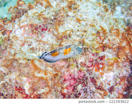 Beautiful juvenile Crested wrasse (family Labidae) and others. Nakagi Hirizo Beach, Minamiizu-cho, Kamo-gun, Izu Peninsula, Shizuoka Prefecture, 2024 Beautiful juvenile Crested wrasse (family Labidae) and others. Nakagi Hirizo Beach, Minamiizu-cho, Kamo-gun, Izu Peninsula, Shizuoka Prefecture, 2024 122383622
