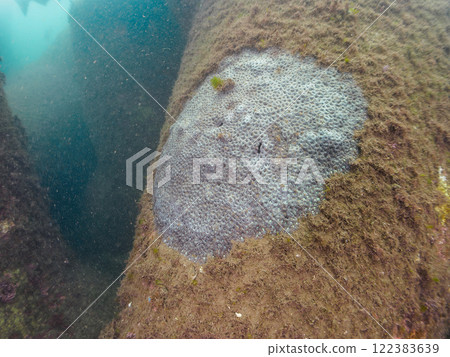 A beautiful colony of the Midarekamenokokumeishi (Coralaceae). Nakagi Hirizo Beach, Minamiizu-cho, Kamo-gun, Izu Peninsula, Shizuoka Prefecture 122383639