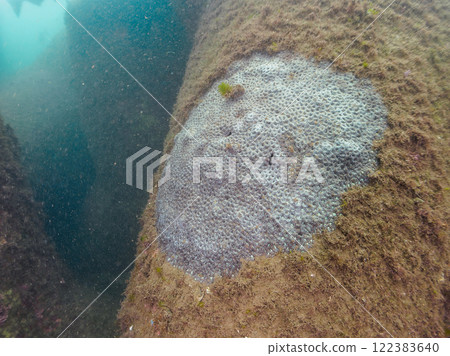 A beautiful colony of the Midarekamenokokumeishi (Coralaceae). Nakagi Hirizo Beach, Minamiizu-cho, Kamo-gun, Izu Peninsula, Shizuoka Prefecture A beautiful colony of the Midarekamenokokumeishi (Coralaceae). Nakagi Hirizo Beach, Minamiizu-cho, Kamo-gun, Izu Peninsula, Shizuoka Prefecture 122383640