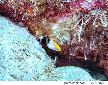 Cute juvenile fox wrasse (family Labidae) and others. Nakagi Hirizo Beach, Minamiizu-cho, Kamo-gun, Izu Peninsula, Shizuoka Prefecture, 2024 Cute juvenile fox wrasse (family Labidae) and others. Nakagi Hirizo Beach, Minamiizu-cho, Kamo-gun, Izu Peninsula, Shizuoka Prefecture, 2024 122383688