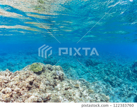 A beautiful school of silver-stripe round herring (Clupeidae) and other fish. Nakagi Hirizo Beach, Minamiizu-cho, Kamo-gun, Izu Peninsula, Shizuoka Prefecture, 2024 122383760