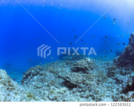 放出金鰭雀鯛、黃雀鯛、索拉斯雀鯛等魚群 加茂區南伊豆町中木埼三海水浴場 122383812