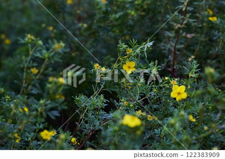 Vibrant Yellow Flowers Nested Harmoniously Amidst Lush Green Foliage in Natures Beauty Vibrant Yellow Flowers Nested Harmoniously Amidst Lush Green Foliage in Natures Beauty 122383909