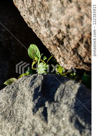 Natures Resilience The Green Life Thriving Amidst the Rocks and Stones Beautifully 122383915