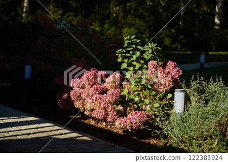 Discover the breathtaking beauty of blooming flowers in a peaceful, colorful garden Discover the breathtaking beauty of blooming flowers in a peaceful, colorful garden 122383924