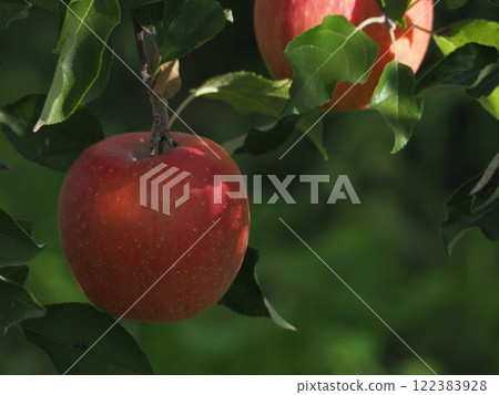 Red apple 122383928
