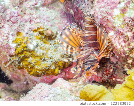 A giraffe fish (Scorpaenidae) with beautiful spread wings. Nakagi Hirizo Beach, Minamiizu-cho, Kamo-gun, Izu Peninsula, Shizuoka Prefecture, 2024 122383952