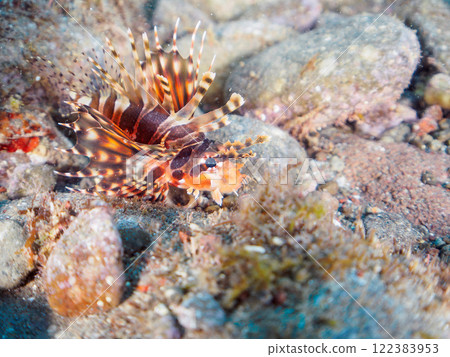 A giraffe fish (Scorpaenidae) with beautiful spread wings. Nakagi Hirizo Beach, Minamiizu-cho, Kamo-gun, Izu Peninsula, Shizuoka Prefecture, 2024 122383953