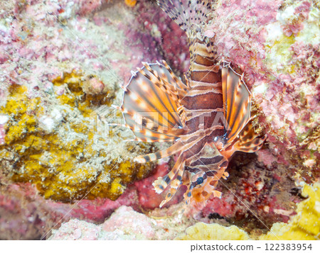 A giraffe fish (Scorpaenidae) with beautiful spread wings. Nakagi Hirizo Beach, Minamiizu-cho, Kamo-gun, Izu Peninsula, Shizuoka Prefecture, 2024 122383954