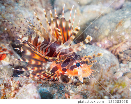 Kirinmino（蠍科）擁有美麗的展開翅膀。靜岡縣伊豆半島加茂郡南伊豆町中木広濱2024 122383958