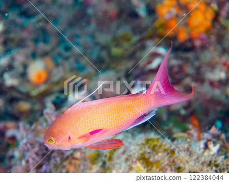 A beautiful school of goldfish anthias (Anthocidae subfamily) and other fish gather on a rocky area where soft corals such as alcedoides grow. 122384044